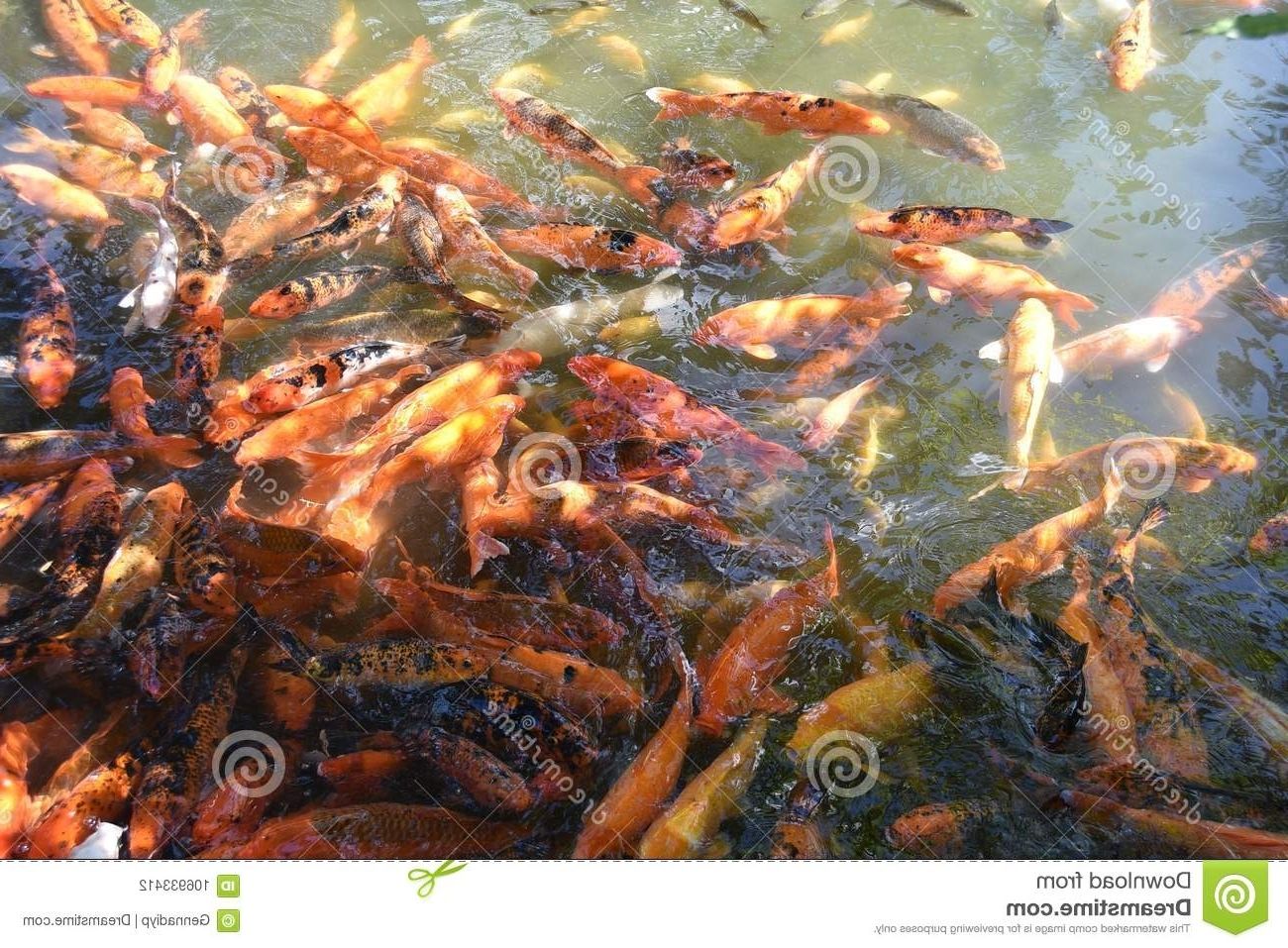 Fashionable A Pond With Koi Fish Stock Photo (View 7 of 20)