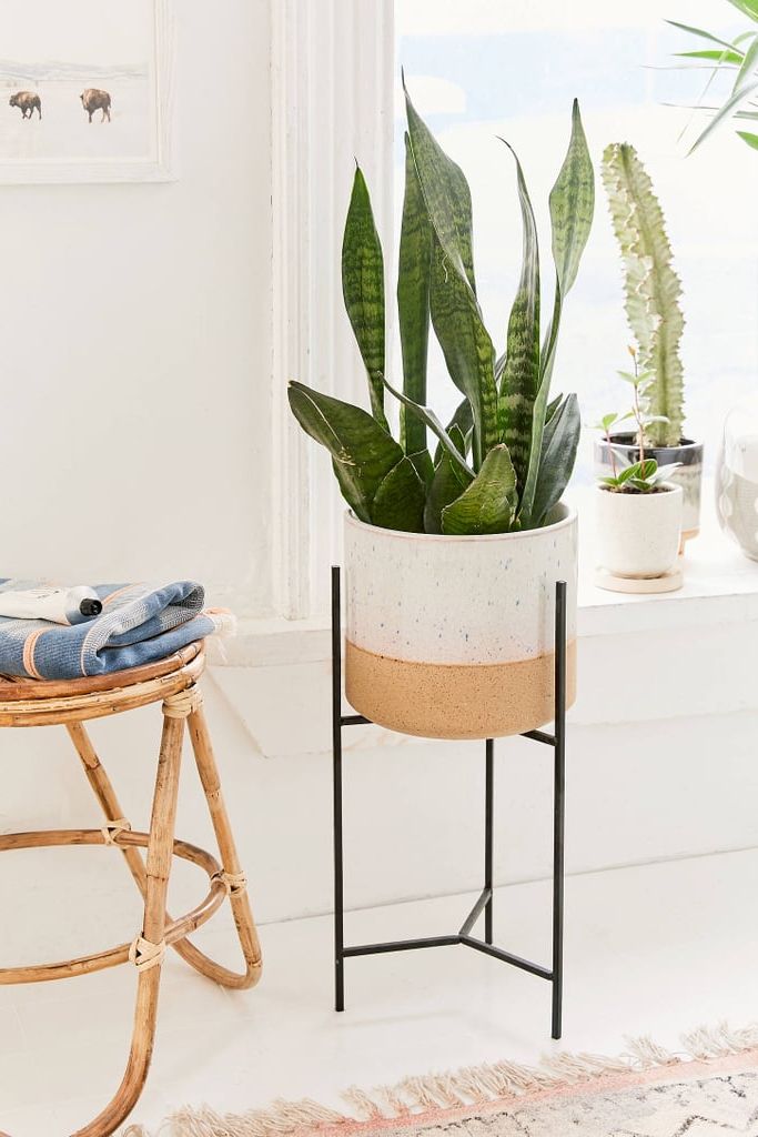 104 Plant Tastic Gifts That Will  Transform Any Home Into A Lush Oasis (View 11 of 15)