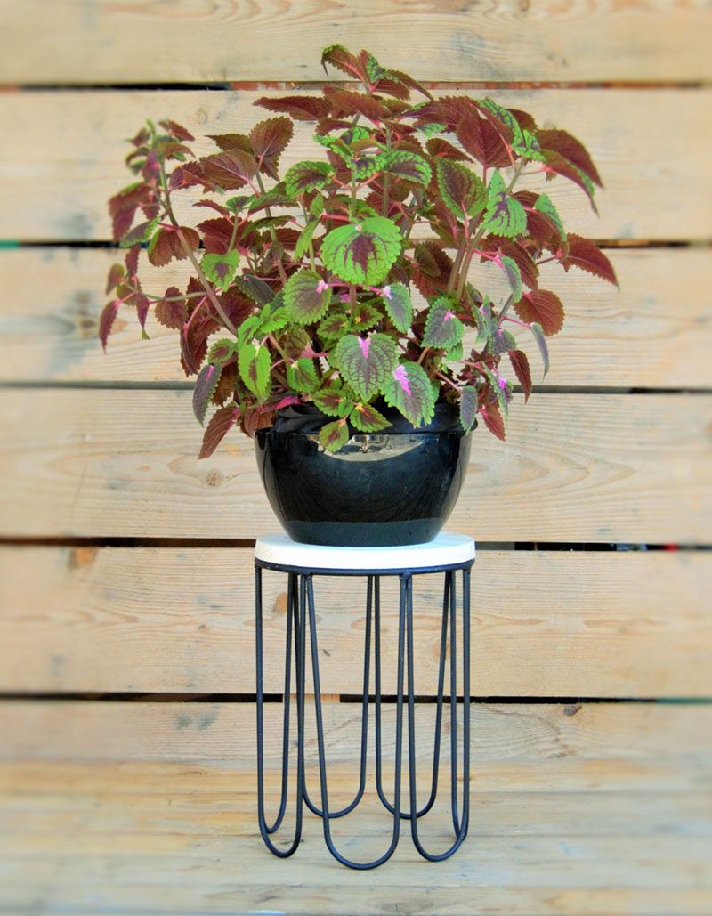 2019 Iron Base Plant Stands With These 13 Modern Plant Stands Put Your Favorite Plants On Display (View 13 of 15)