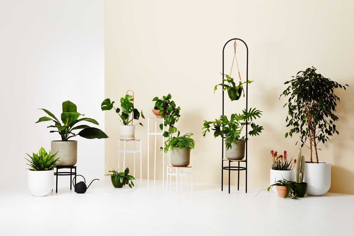 3d Printed Vases + Concrete Plant Stands: Ivy Muse's New Range – The  Interiors Addict With Widely Used Ivory Plant Stands (View 7 of 15)