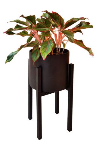 Current Powdercoat Plant Stands Throughout Adjustable Black Metal Plant Stand Dual Height Options Powder Coated Steel  Frame (View 6 of 15)