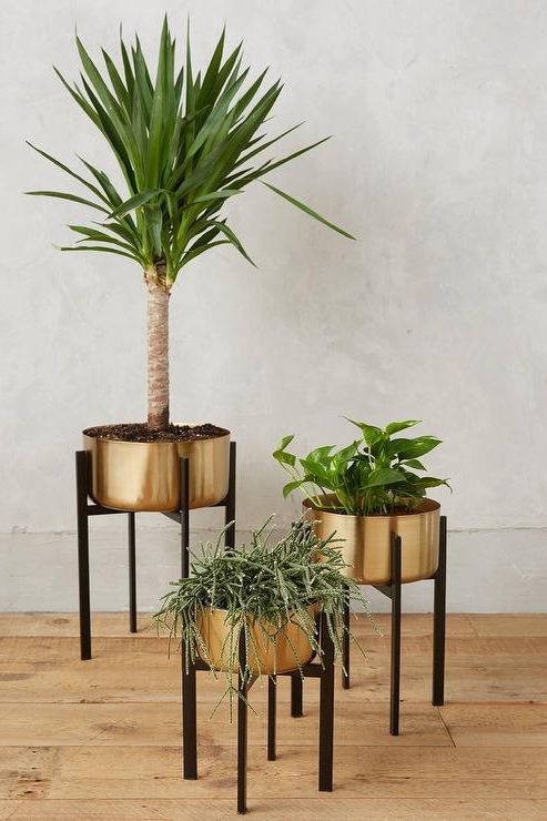 Gold Plant Stands For Most Up To Date Rossum Brass Metallic Plant Stands (View 15 of 15)