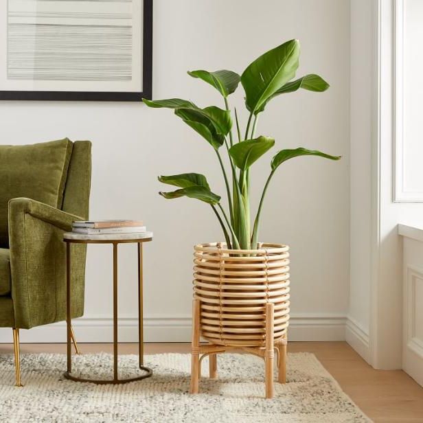 Hgtv Throughout Indoor Plant Stands (View 8 of 15)