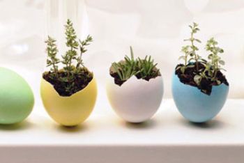 How To Make Eggshell Planters Throughout Latest Eggshell Plant Stands (View 4 of 15)
