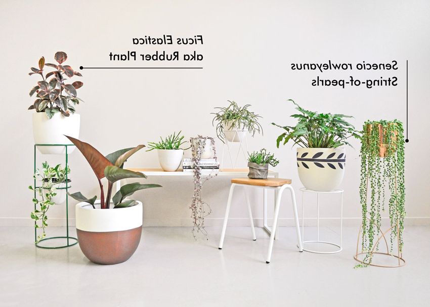 Hunting  For George Throughout Well Liked Prism Plant Stands (View 9 of 15)