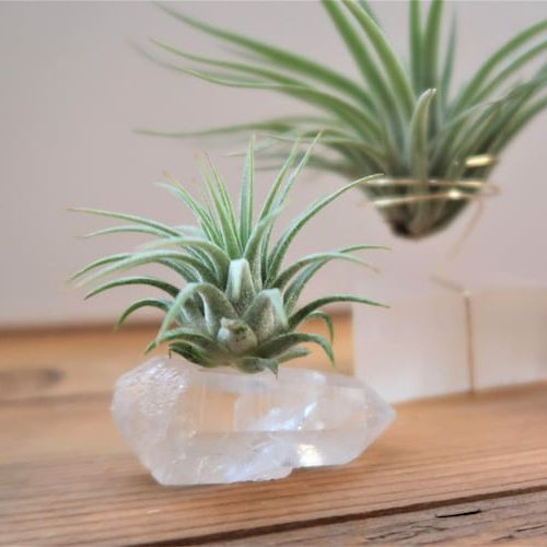 Most Recently Released Clear Quartz Dream Manifestation Crystal And Live – Etsy With Regard To Crystal Clear Plant Stands (View 10 of 15)