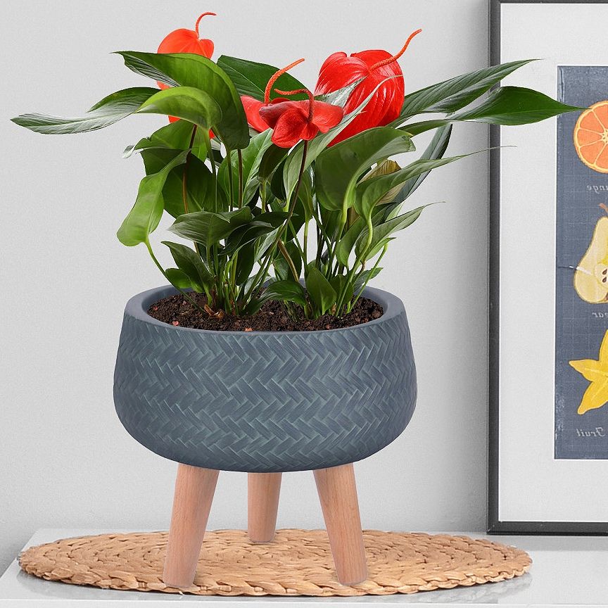 Popular Plant Stands With Flower Bowl Intended For Plaited Style Slate Grey Bowl Planter On Legs, Round Pot Plant Stand Indoor  D24 H23 Cm, 4.2 Ltrs Cap. Buy From £ (View 9 of 15)