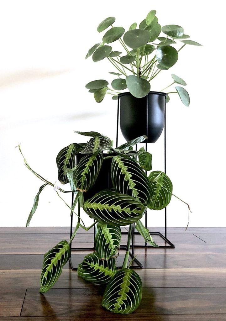 Unique Plant Stands Ideas For Your Home – My Tasteful Space Inside Well Known Ivory Plant Stands (View 10 of 15)